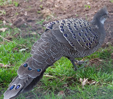 The national animal of armenia is eagle. Khangchendzonga National Park, Sikkim - Trans India Travels