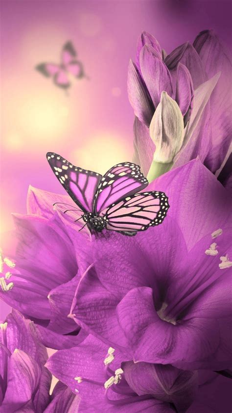 Purple Butterfly Phone Wallpapers Top Free Purple Butterfly Phone
