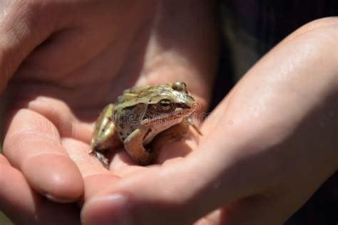 Small Brown Frog Close Up Stock Photo Image Of Environment 148184230