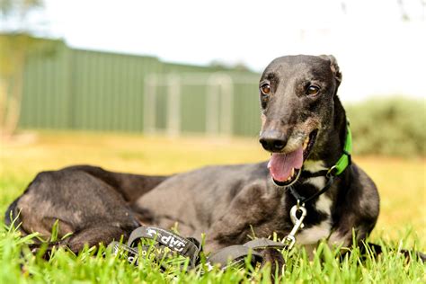 Meet The Greyhounds At Seymours 3 Day Adoption Bonanza