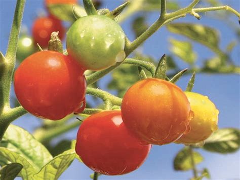 Gardeners Delight Tomato Seeds