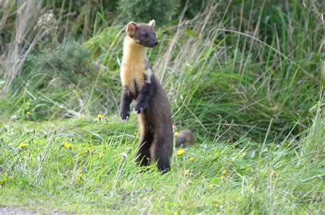 I Saw A Pine Marten But Not At The Falls Of Clyde Scottish