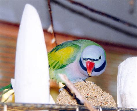 The Moustache Parakeet A Playful And Clever Pet Parrot Pethelpful