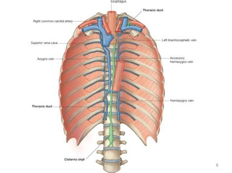 What Is Thoracic Duct