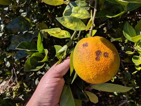 Prepare For Citrus Canker Season Southeast Agnet