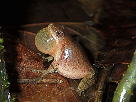 Do Spring Peepers Come Out In Pennsylvania Yep Heres When