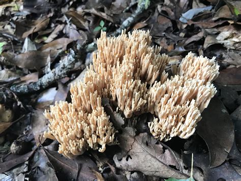 Coral Fungus In Western Nc Rmycology