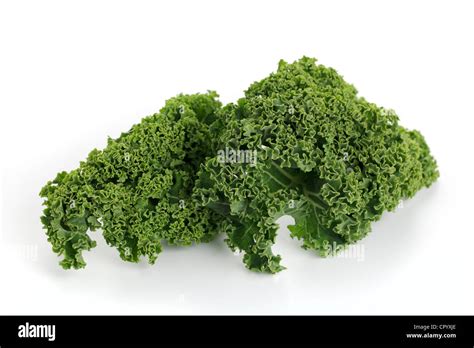 Fresh Kale Brassica Oleracea Var Sabellica Stock Photo Alamy