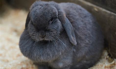 Edible Plants For Rabbits Supreme Petfoods