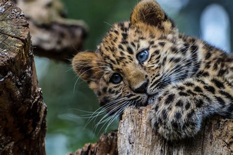 Cat Baby Leopard Hd Wallpaper