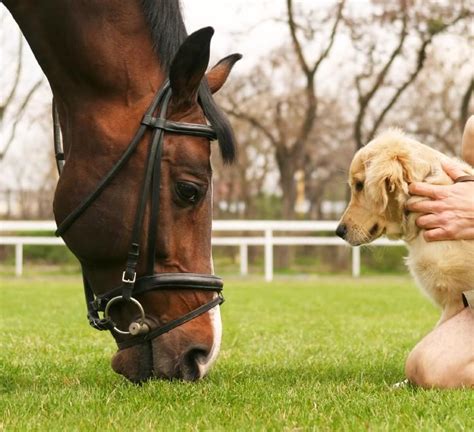 Dog And Equestrian Relationships Animal Behavior College