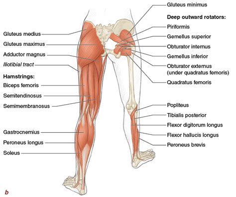 Popliteal fossa with all anatomical structures in medical imaging. Muscles, Movement Analysis, and Mat Work - Pilates Anatomy