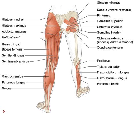 The deltoids contribute to both the front and back of the upper body and if they are not well developed your entire upper body will suffer. Muscles, Movement Analysis, and Mat Work - Pilates Anatomy
