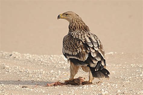 Animals can be categorized as domestic, birds, mammals, insects, reptiles, sea animals, wild and farm animals. National Animal of Libya | einfon
