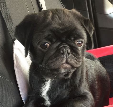 Female Pug Puppy In Barry Vale Of Glamorgan Gumtree