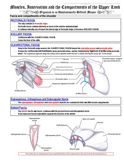 Anatomy Upper Limb 3 Muscles Innervation And Compartments Of The