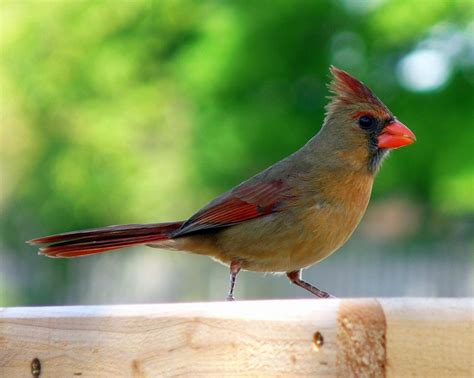 Northern Cardinal A True Southeast Native Birds And Blooms
