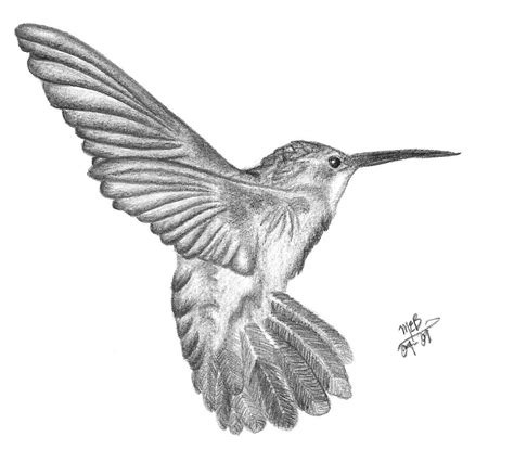 Hummingbird Pencil Drawing Hummingbird Pencil By Asmallglimmer On