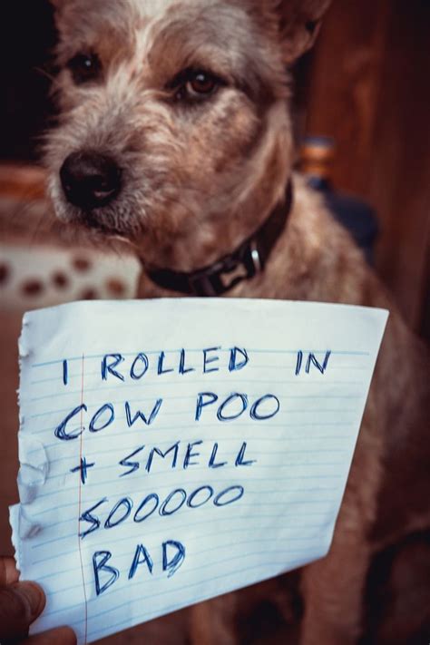 5 Reasons Your Dog Smells Bad And What You Can Do About It Dogtime
