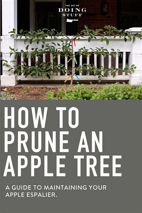 We did not find results for: GROW A LITTLE FRUIT TREE. IT'S TIME TO PRUNE THAT ESPALIER ...