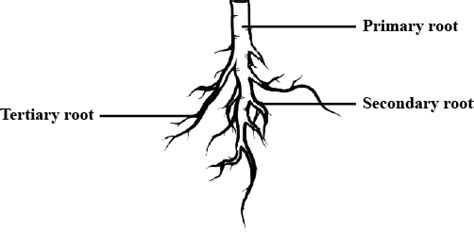Draw A Neat Labelled Diagram Of A Tap Root System