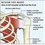 ROTATOR CUFF INJURIES TREATMENT  Dynamic Physiotherapy