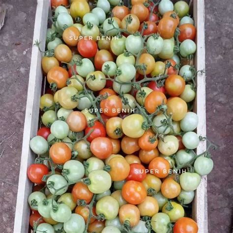 Jual Biji Benih Tomat Chung Tomat Rampai Biasa Untuk Sambal Di