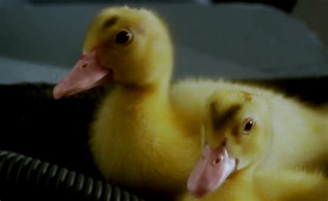 ducktales opening remade with real ducks