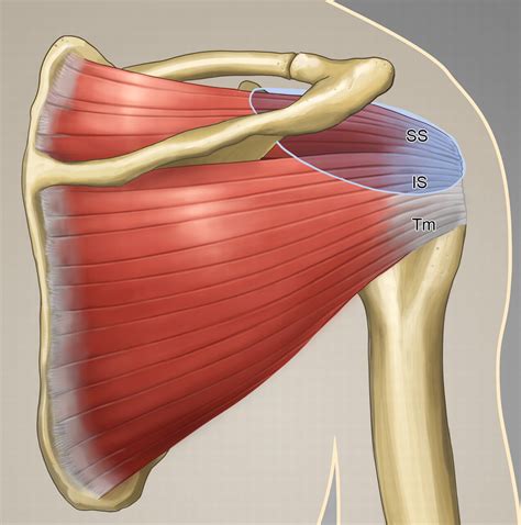 Shoulder Anatomy Posterior View
