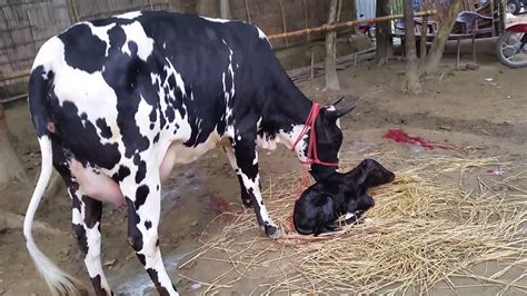 Cow Farming In Bangladesh Youtube
