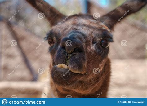 Funny Face Of Brown Llama In Close Up Stock Photo Image Of Camelid