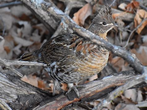 Ruffed Grouse Flickr