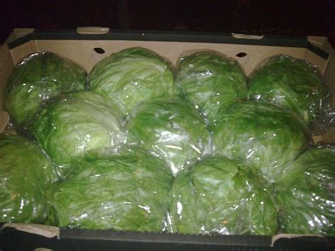 fresh iceberg lettuce with best quality ready to export to greek egypt price supplier 21food