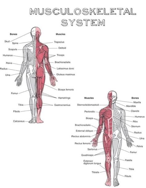 Musculoskeletal System Nursing Pinterest
