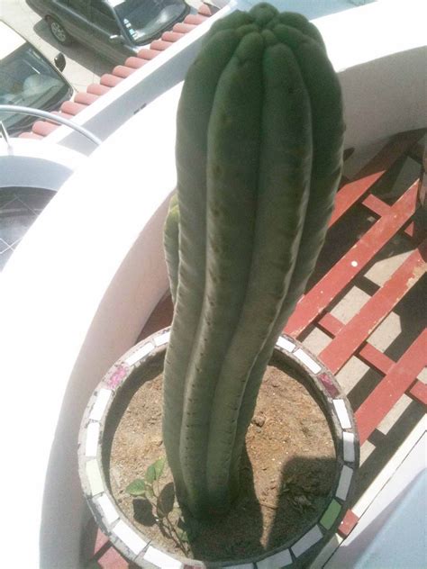 Another medicinal use of san pedro cactus is due to its diuretic properties, which allows the elimination of liquids and the cleansing capacity of the organism. The Lima Peru LDS Temple Mission: Human Sacrifice, Max ...