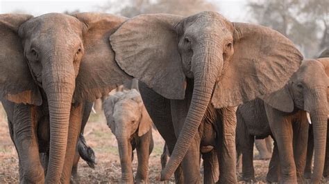 Los Elefantes Blancos Están Evolucionando Para Perder Sus Colmillos
