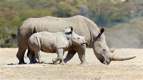 El Rinoceronte Blanco Un Gigante En Peligro De Extinción