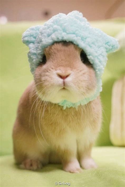 Bundle Up Bunny Its Cold Outside Cute Bunny Pictures Animal Pictures