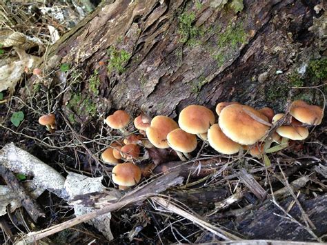 Maybe you would like to learn more about one of these? Nz subs ID request - Mushroom Hunting and Identification ...