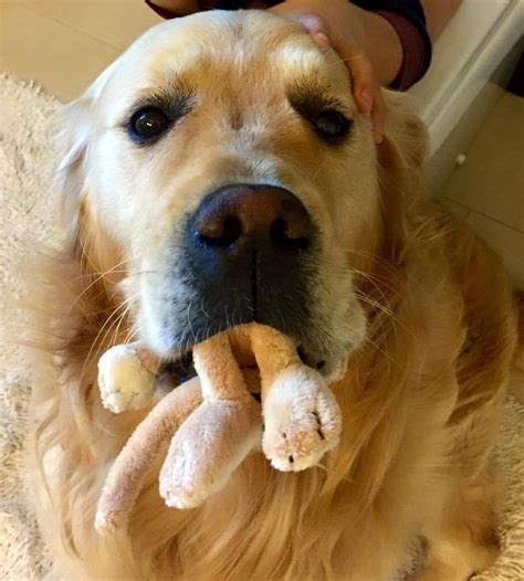 These 12 Adorable Golden Retrievers Will Make You A Better Person