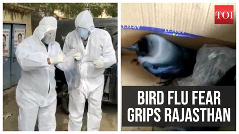 Bird Flu Fear Grips Rajasthan Seven Crows Found Dead In Jail Mahal Lake City Times Of India