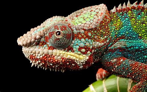 Hd Wallpaper Animals Chameleons Colorful Reptile One Animal