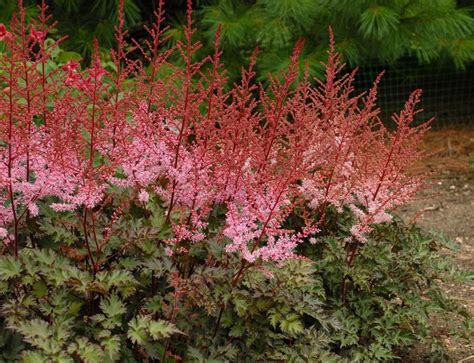 Growing Astilbe How To Grow And Care For Astilbe Plants Garden Design