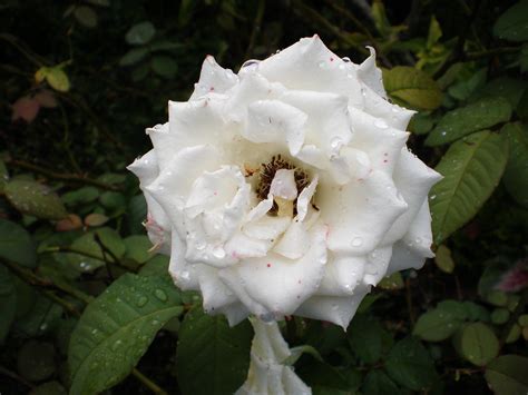 Bunga Ros Putih A Photo On Flickriver