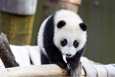Whats New At Smithsonians National Zoo And Giant Panda Viewing