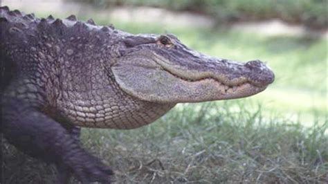 Video Giant Alligator Eats Alligator In Lakeland Florida Wear