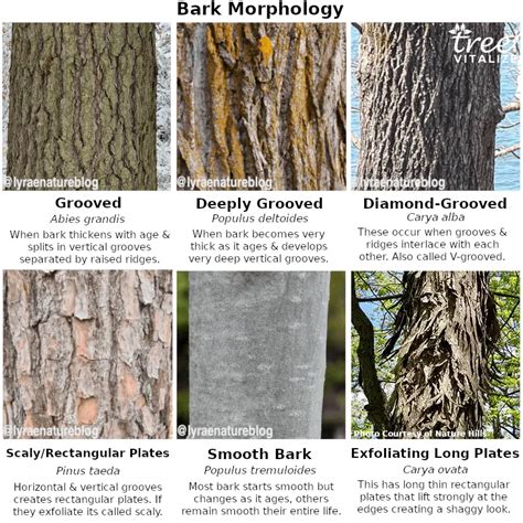 12 Different Types Of Hickory Trees And Identifying Features