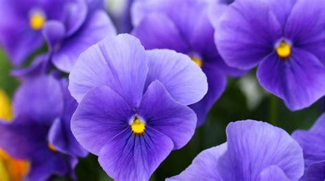 Ricevere da una persona cara il buongiorno con i fiori fa sempre piacere, mette carica e allegria. Immagini Fiori Febbraio / La Finta Primavera Di Febbraio ...