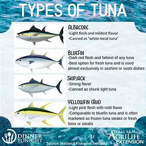 Types Of Tuna Dinner Tonight