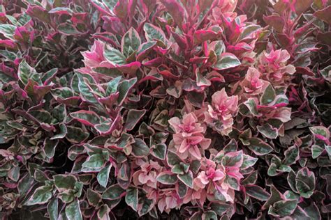 Automatically renewed or repeatedly made valid: 4 Evergreen Shrubs To Add Great Year Round Color To Your Landscape!